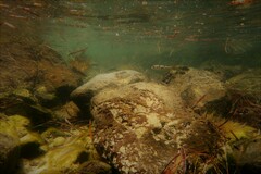 Tetractenos glaber