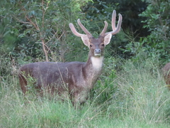 Rusa timorensis