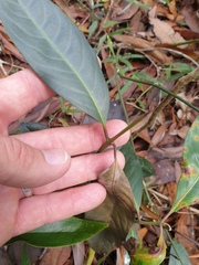 Rhodomyrtus psidioides