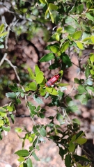 Chauliognathus militaris