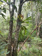 Platycerium superbum