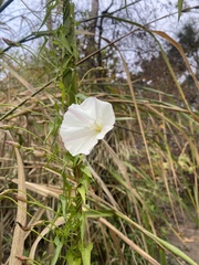 Calystegia macrostegia