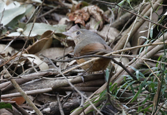 Colluricincla rufogaster