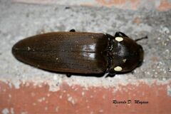 Pyrophorus