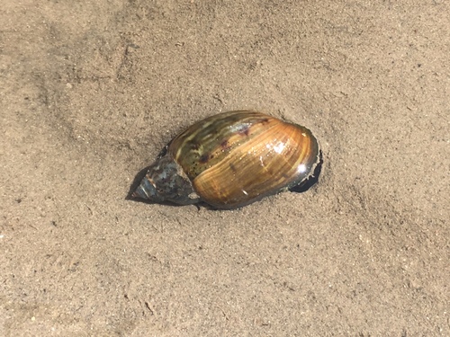 Chilina parchappii · iNaturalist