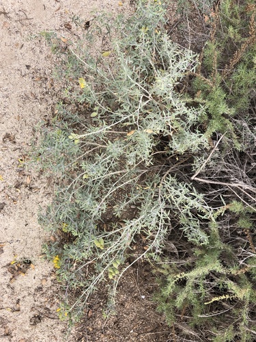 iNaturalist observation photo of Bladderpod