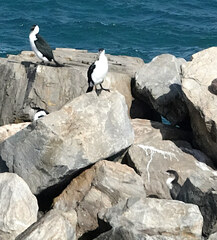 Phalacrocorax fuscescens