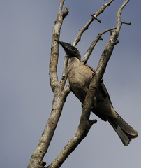 Philemon buceroides