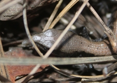 Elgaria multicarinata webbii