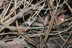 Elgaria multicarinata webbii