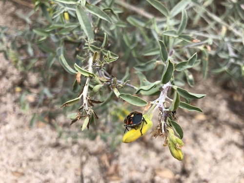 iNaturalist observation photo of Harlequin Bug