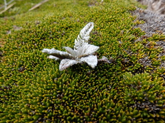 Anisotome lanuginosa