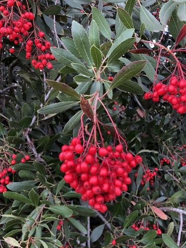 iNaturalist observation photo of Toyon