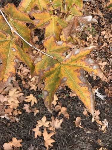 iNaturalist observation photo of western sycamore