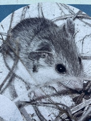 Peromyscus gossypinus