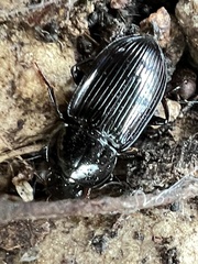 Aztecarpalus schaefferi