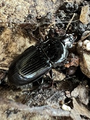 Aztecarpalus schaefferi