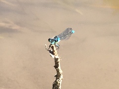 Cyanallagma bonariense