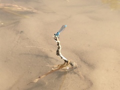 Cyanallagma bonariense
