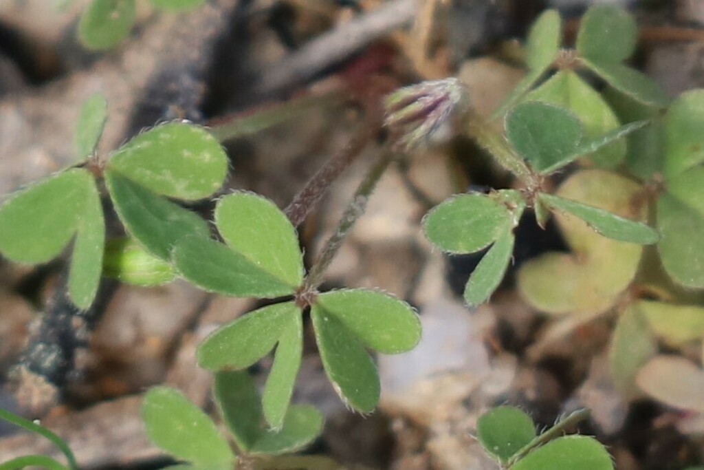 Oxalis exilis (Madeira Pflanzen Myrtales, Oxalidales, Ranunculales ...