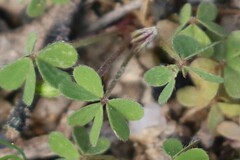 Oxalis exilis