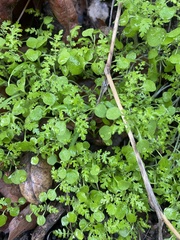 Eucrypta chrysanthemifolia
