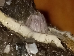 Amphibalanus venustus