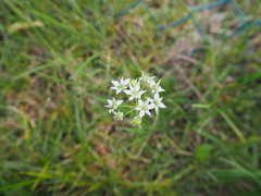 Allium tuberosum