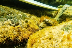 Omobranchus anolius