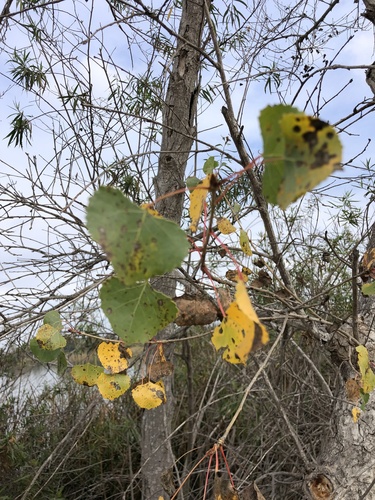 iNaturalist observation photo of Frémont Cottonwood