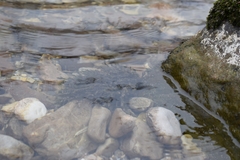 Cinclidotus aquaticus