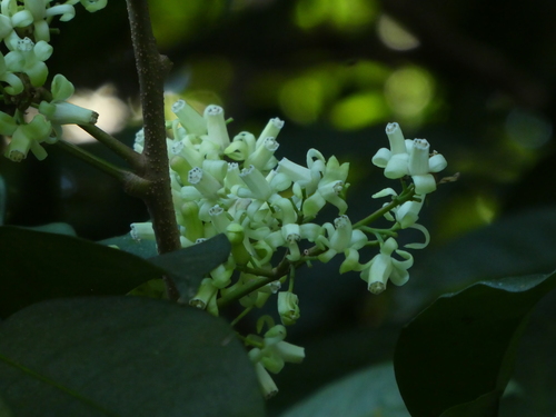 Goniocheton arborescens
