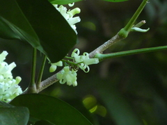 Dysoxylum arborescens