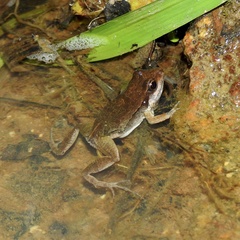 Physalaemus cuvieri