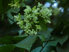 Dysoxylum arborescens