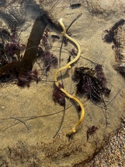 Eisenia arborea