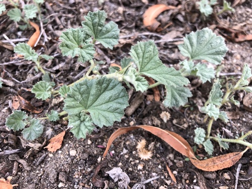 iNaturalist observation photo of alkali mallow