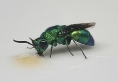 Chrysidoidea