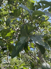 Pisonia albida