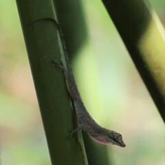 Anolis fuscoauratus