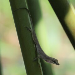 Anolis fuscoauratus