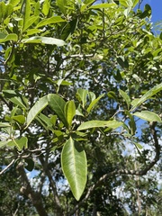 Pisonia albida