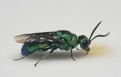 Chrysidoidea