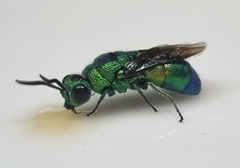 Chrysidoidea
