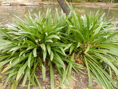 Hymenocallis caribaea