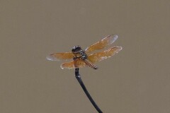 Perithemis