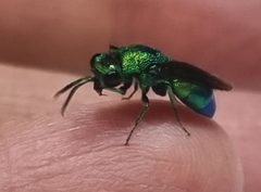 Chrysidoidea