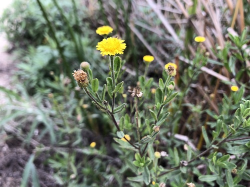 iNaturalist observation photo of Spanish False Fleabane