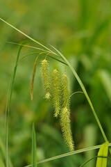 Carex fascicularis