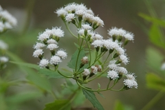 Ageratina havanensis